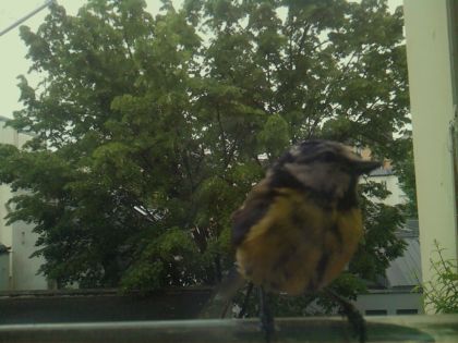 bird_20260519_112210_380_burst3_motion5241_conf0.99_bestbird_spcyanistes_caeruleus_spconf0.32.jpg