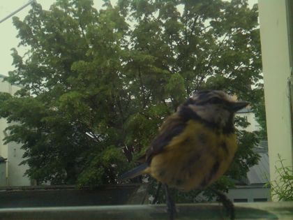 bird_20260519_112216_454_burst4_motion5241_conf0.99_bestbird_spcyanistes_caeruleus_spconf0.24.jpg