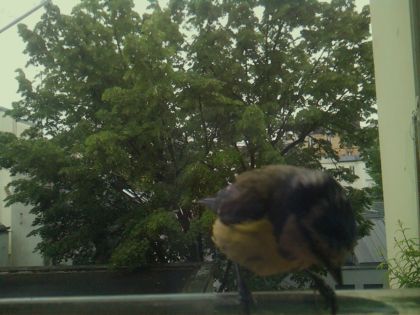 bird_20260519_112229_004_burst6_motion5241_conf0.81_bestcat_spcyanistes_caeruleus_spconf1.00.jpg