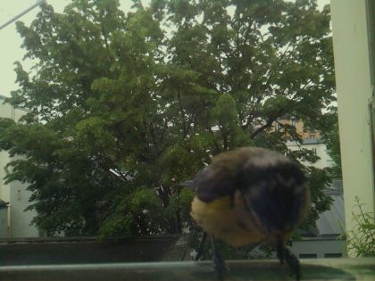 bird_20260519_112235_198_burst7_motion5241_conf1.00_bestbird_sppyrrhula_pyrrhula_spconf0.19.jpg