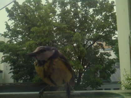bird_20260519_112333_124_burst1_motion2407_conf0.67_bestcat_spsitta_europaea_spconf0.10.jpg