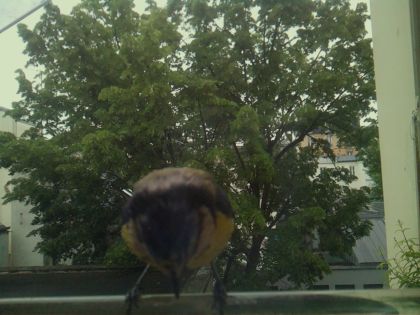bird_20260519_112345_239_burst3_motion2407_conf0.89_bestbird_spsturnus_vulgaris_spconf0.22.jpg