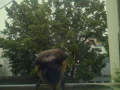 bird_20260519_112351_733_burst4_motion2407_conf0.55_bestbird_spsturnus_vulgaris_spconf0.26.jpg