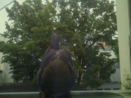 bird_20260519_112358_123_burst5_motion2407_conf0.54_bestbird_spcolumba_palumbus_spconf0.18.jpg