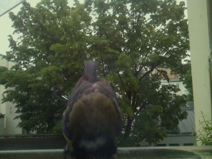 bird_20260519_112404_277_burst6_motion2407_conf0.82_bestbird_spstreptopelia_decaocto_spconf0.24.jpg