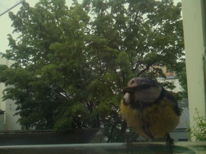 bird_20260519_112509_274_burst1_motion1267_conf0.99_bestbird_spcyanistes_caeruleus_spconf1.00.jpg