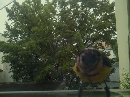 bird_20260519_112515_434_burst2_motion1267_conf0.72_bestbird_spcyanistes_caeruleus_spconf1.00.jpg