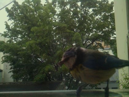 bird_20260519_112521_676_burst3_motion1267_conf0.85_bestdog_spcyanistes_caeruleus_spconf1.00.jpg