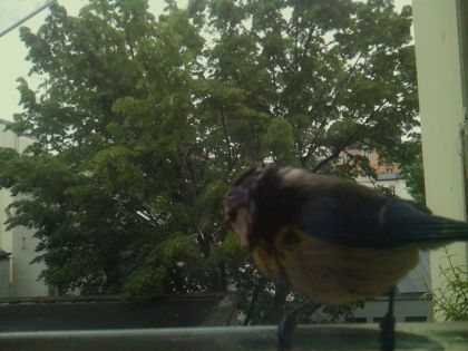 bird_20260519_112534_261_burst5_motion1267_conf0.99_bestbird_spcyanistes_caeruleus_spconf1.00.jpg