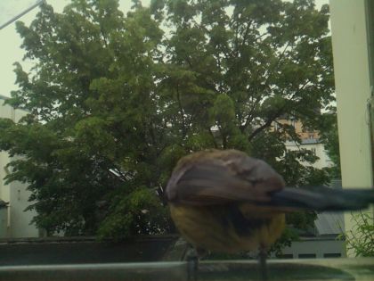 bird_20260519_112546_873_burst7_motion1267_conf0.92_bestbird_spgarrulus_glandarius_spconf0.13.jpg
