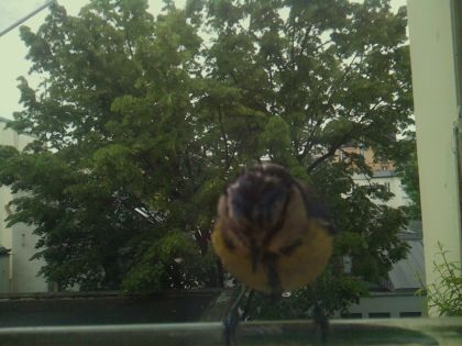 bird_20260519_112719_022_burst1_motion2324_conf0.94_bestbird_spcyanistes_caeruleus_spconf1.00.jpg