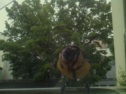 bird_20260519_112725_092_burst2_motion2324_conf0.97_bestbird_spcyanistes_caeruleus_spconf1.00.jpg