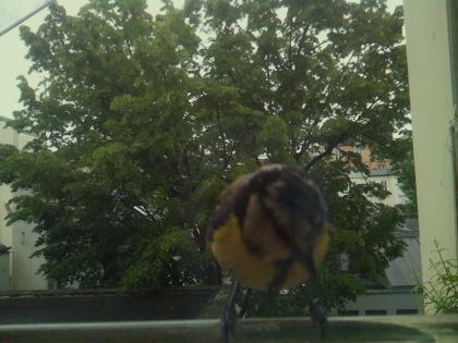 bird_20260519_112731_145_burst3_motion2324_conf0.81_bestcat_spcyanistes_caeruleus_spconf1.00.jpg