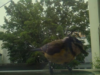 bird_20260519_112743_875_burst5_motion2324_conf1.00_bestbird_spturdus_merula_spconf0.42.jpg