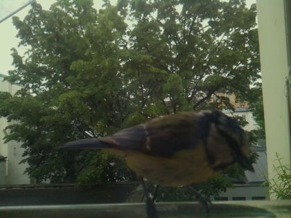 bird_20260519_112750_199_burst6_motion2324_conf1.00_bestbird_spsturnus_vulgaris_spconf0.14.jpg