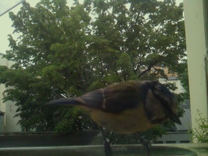 bird_20260519_112756_510_burst7_motion2324_conf0.99_bestbird_spturdus_merula_spconf0.20.jpg
