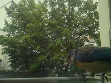 bird_20260519_145956_302_burst2_motion8884_conf0.45_bestbird_spcyanistes_caeruleus_spconf1.00.jpg