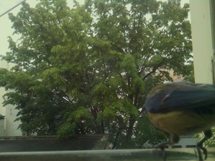bird_20260519_150002_515_burst3_motion8884_conf0.97_bestbird_spcyanistes_caeruleus_spconf1.00.jpg