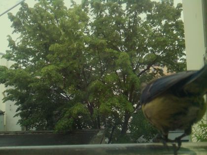 bird_20260519_150008_837_burst4_motion8884_conf0.61_bestbird_spsitta_europaea_spconf0.34.jpg