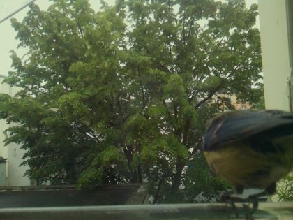 bird_20260519_150015_280_burst5_motion8884_conf0.82_bestbird_spcyanistes_caeruleus_spconf0.22.jpg