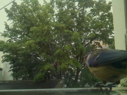 bird_20260519_150021_720_burst6_motion8884_conf0.86_bestbird_spcyanistes_caeruleus_spconf0.20.jpg