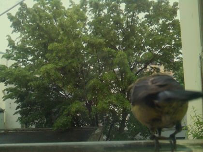 bird_20260519_150028_082_burst7_motion8884_conf0.95_bestbird_spgarrulus_glandarius_spconf0.26.jpg