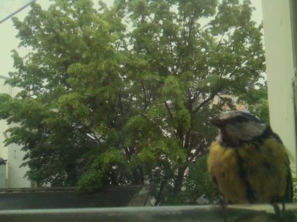 bird_20260519_150109_335_burst1_motion2554_conf0.98_bestbird_spcyanistes_caeruleus_spconf0.68.jpg