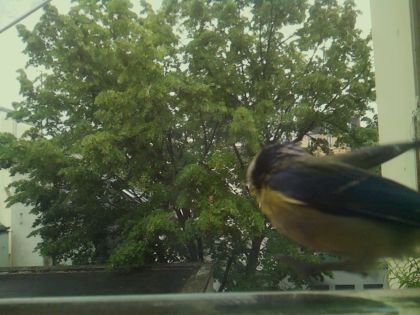 bird_20260519_150115_345_burst2_motion2554_conf0.81_bestbird_spsitta_europaea_spconf0.13.jpg