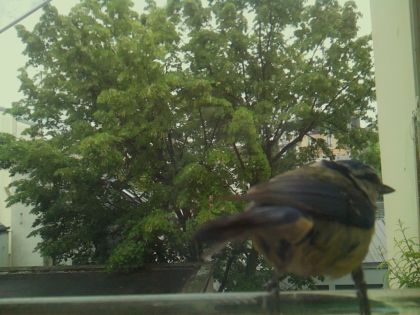 bird_20260519_150134_129_burst5_motion2554_conf0.99_bestbird_spturdus_merula_spconf0.26.jpg
