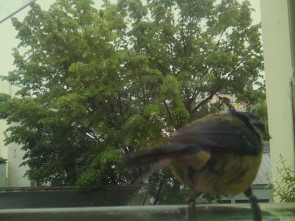 bird_20260519_150140_378_burst6_motion2554_conf0.99_bestbird_spturdus_merula_spconf0.23.jpg