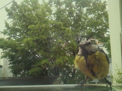 bird_20260519_150630_423_burst3_motion1416_conf1.00_bestbird_spcyanistes_caeruleus_spconf0.58.jpg