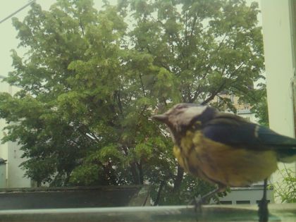 bird_20260519_150636_474_burst4_motion1416_conf0.99_bestbird_spcyanistes_caeruleus_spconf0.21.jpg