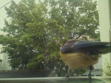 bird_20260519_150642_707_burst5_motion1416_conf0.87_bestbird_spcyanistes_caeruleus_spconf1.00.jpg