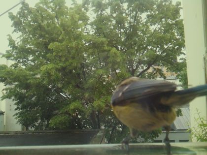 bird_20260519_150649_068_burst6_motion1416_conf0.96_bestbird_sperithacus_rubecula_spconf0.18.jpg