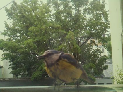 bird_20260519_150726_537_burst1_motion4629_conf1.00_bestbird_spsitta_europaea_spconf0.63.jpg