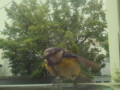 bird_20260519_150732_699_burst2_motion4629_conf1.00_bestbird_spcyanistes_caeruleus_spconf1.00.jpg