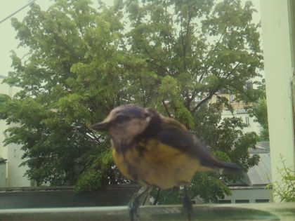 bird_20260519_150738_899_burst3_motion4629_conf1.00_bestbird_spsitta_europaea_spconf0.16.jpg