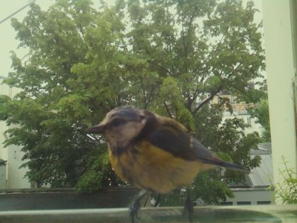 bird_20260519_150745_171_burst4_motion4629_conf1.00_bestbird_spcorvus_corone_spconf0.16.jpg