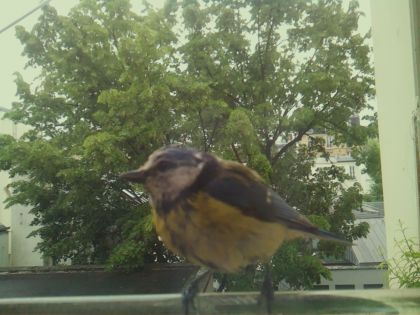 bird_20260519_150757_907_burst6_motion4629_conf1.00_bestbird_spcorvus_corone_spconf0.19.jpg