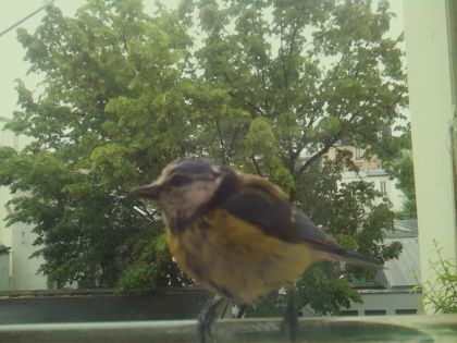 bird_20260519_150804_333_burst7_motion4629_conf1.00_bestbird_spcorvus_corone_spconf0.28.jpg