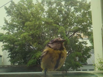 bird_20260519_151932_282_burst1_motion3165_conf1.00_bestbird_spcyanistes_caeruleus_spconf1.00.jpg