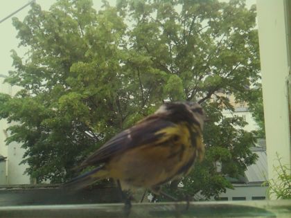 bird_20260519_151938_534_burst2_motion3165_conf1.00_bestbird_spcyanistes_caeruleus_spconf1.00.jpg