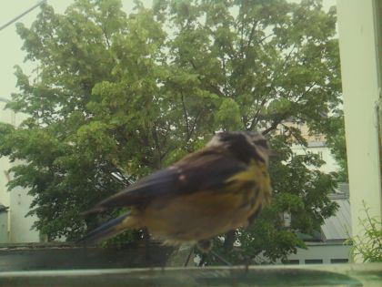 bird_20260519_151944_691_burst3_motion3165_conf0.96_bestbird_spcyanistes_caeruleus_spconf1.00.jpg