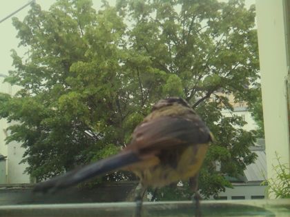 bird_20260519_151951_472_burst4_motion3165_conf0.87_bestbird_sppyrrhula_pyrrhula_spconf0.23.jpg