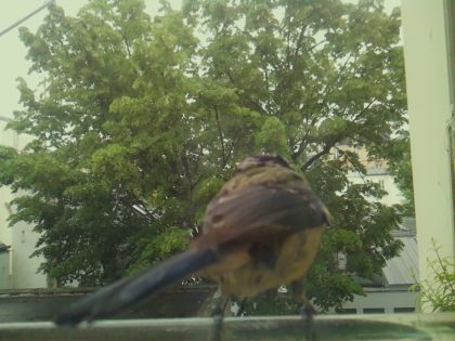 bird_20260519_151957_710_burst5_motion3165_conf0.96_bestbird_spcyanistes_caeruleus_spconf1.00.jpg