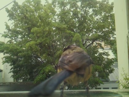 bird_20260519_152004_028_burst6_motion3165_conf0.97_bestbird_spcyanistes_caeruleus_spconf1.00.jpg