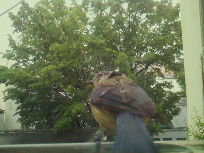 bird_20260519_152010_387_burst7_motion3165_conf1.00_bestbird_spcyanistes_caeruleus_spconf1.00.jpg