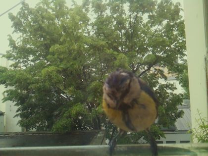 bird_20260519_152108_651_burst4_motion2605_conf0.98_bestbird_spcyanistes_caeruleus_spconf1.00.jpg
