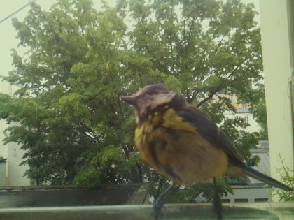 bird_20260519_152114_969_burst5_motion2605_conf1.00_bestbird_spcorvus_corone_spconf0.15.jpg