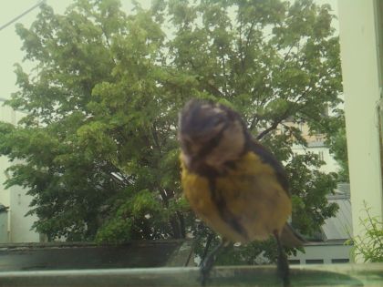 bird_20260519_152121_429_burst6_motion2605_conf1.00_bestbird_sppyrrhula_pyrrhula_spconf0.16.jpg